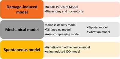 Constructing intervertebral disc degeneration animal model: A review of current models